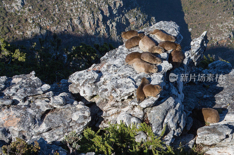 岩石达西斯 - 岩石海拉克斯 （普罗卡维亚卡彭西斯）